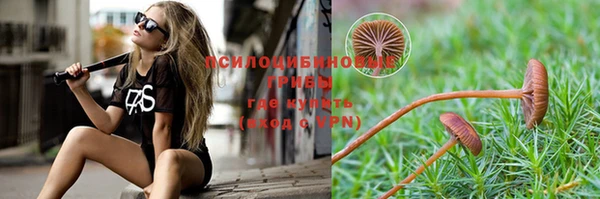 прущие грибы Краснотурьинск